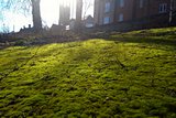 Carpet of moss on the sloping bank at Saint Alkmund's Green.