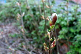 Saint Alkmund's Town Green - spring shoots