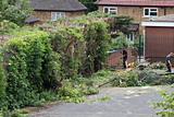 Removing old fence and hedgerow - June 2019