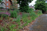 Saint Alkmund's Town Green - Embankment rising up to Darley Lane