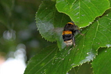 Saint Alkmund's Town Green - Bee on a Lime tree leaf