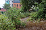 Vegetation growing on embankment at St. Alkmunds Green.