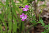 Pink flowers.