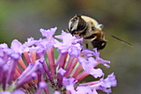 Bee sucking up nectar from a purple Buddleia flower.