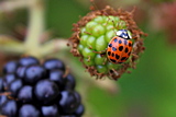 Photo of a harlequin ladybird on a blackberry.