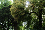 Early autumn sun shines through the tree canopies at Saint Alkmund's Green, Derby.