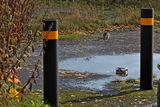 Squirrel eyes up a can of Strongbow on Duke Street.