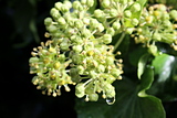 Ivy berries and rain drops.