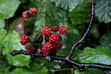 Saint Alkmund's Town Green - Blackberries