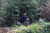 Chainsaw operator cuts Leylandii - March 2019