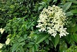 Saint Alkmund's Town Green Elder flower