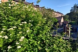 Saint Alkmund's Town Green - Elder flowers