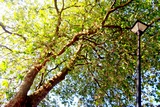 Plane tree in full leaf at Saint Alkmund's Town Green, Derby.