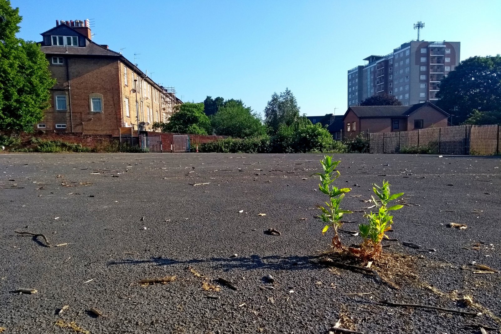 Solitary plant growing though the tarmac at St Alkmund's Green.