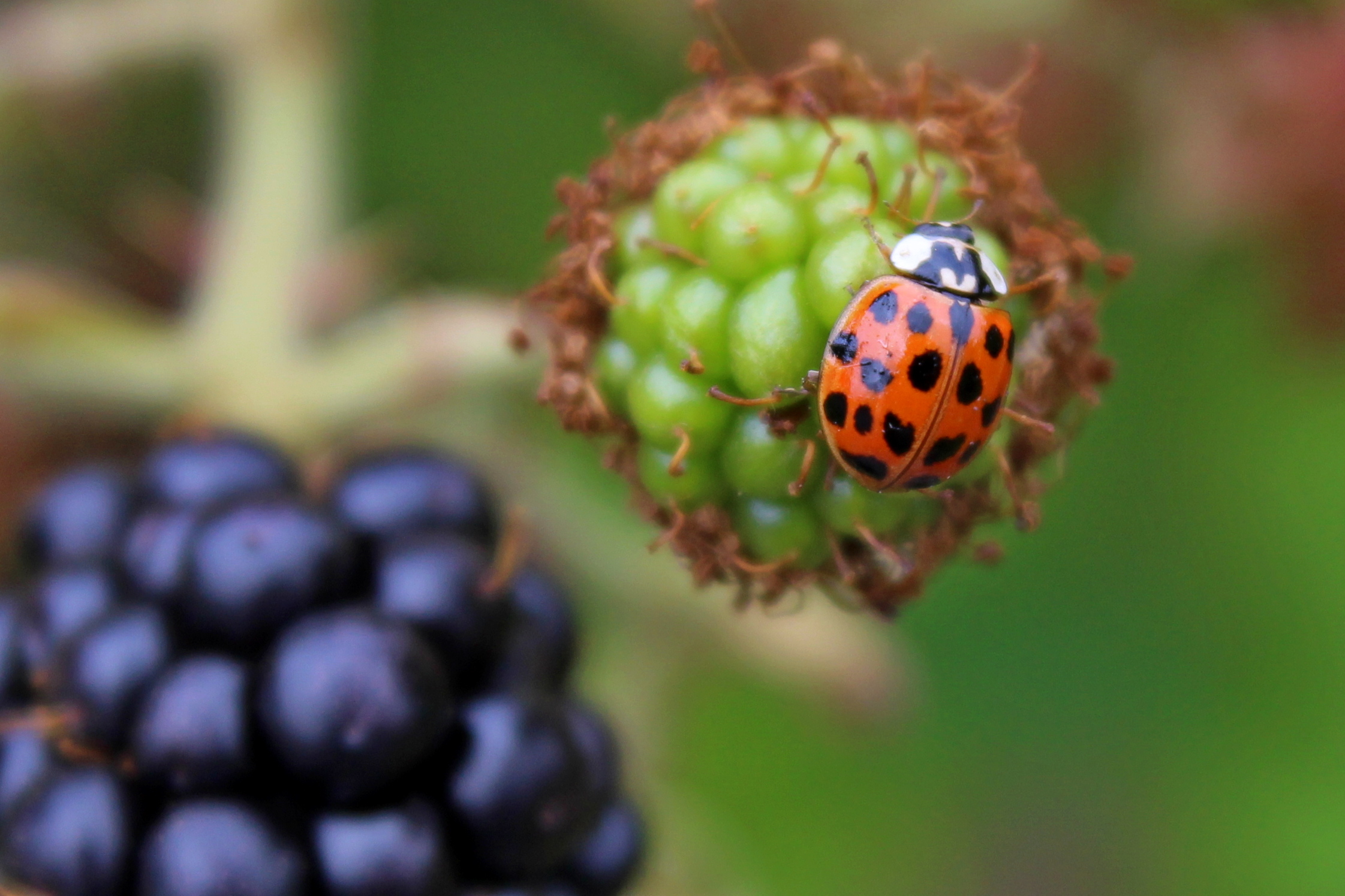 Photo of a harlequin ladybird on a blackberry. A non-native species originating from Asia.