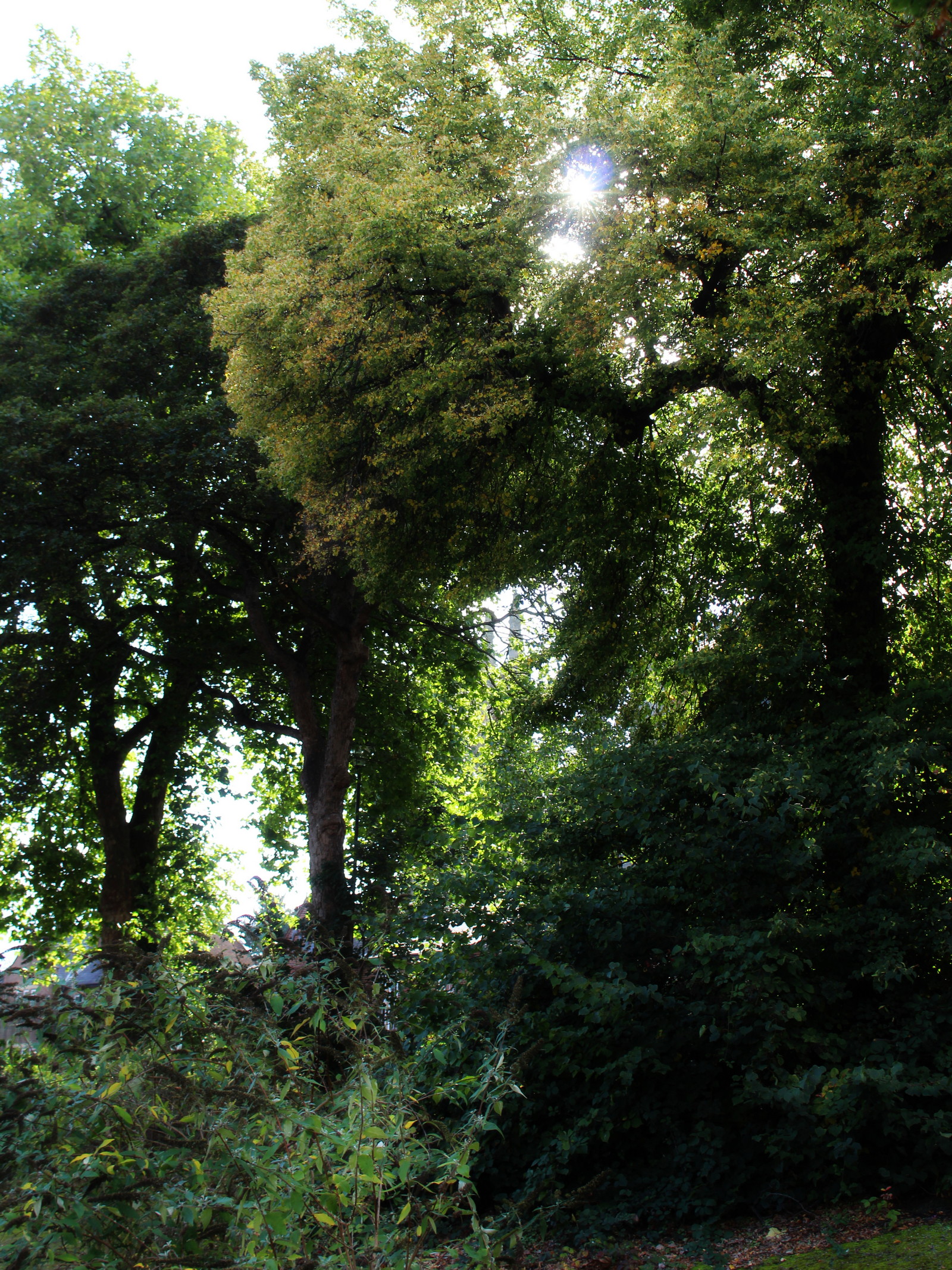 Early autumn sun shines through the tree canopies at Saint Alkmund's Green, Derby.