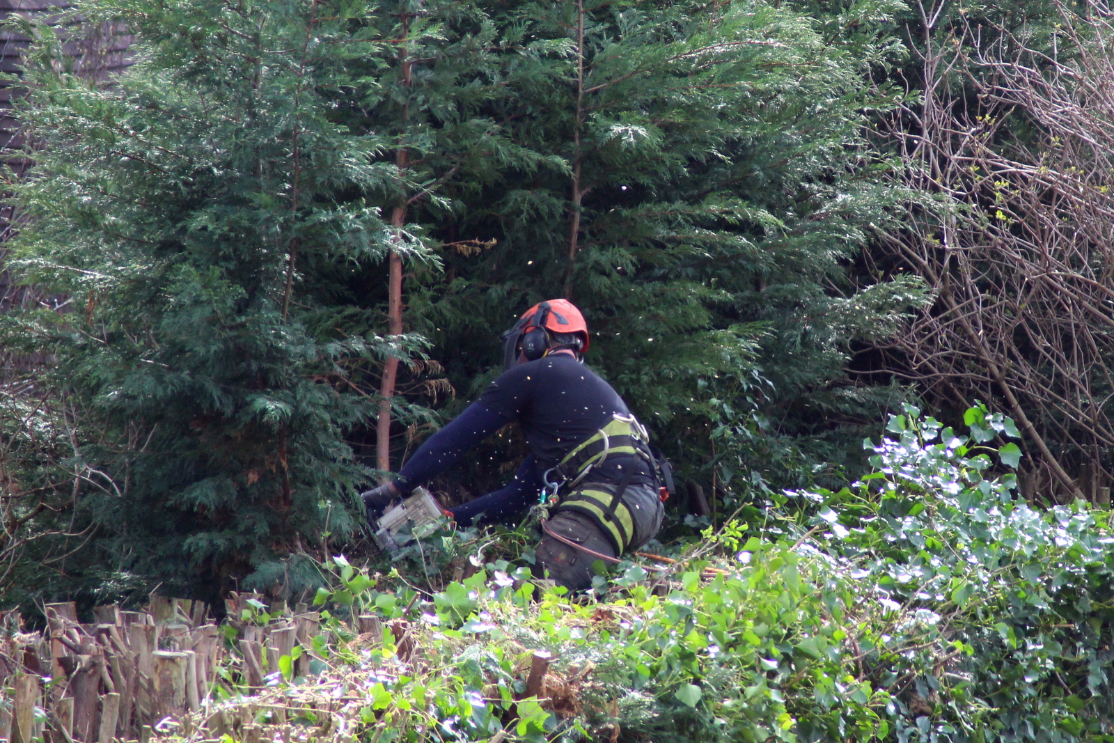 Chainsaw operator cuts Leylandii at Saint Alkmund's Green - March 2019.